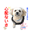 赤いりぼんの可愛い仲間達⑧（個別スタンプ：25）