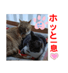 赤いりぼんの可愛い仲間達⑧（個別スタンプ：31）