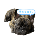僕の名前はボー（個別スタンプ：2）