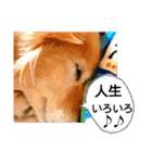 びーちゃん【夏22】（個別スタンプ：1）