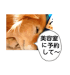 びーちゃん【夏22】（個別スタンプ：2）