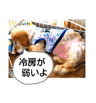 びーちゃん【夏22】（個別スタンプ：3）