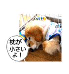 びーちゃん【夏22】（個別スタンプ：4）