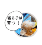 びーちゃん【夏22】（個別スタンプ：5）