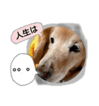 びーちゃん【夏22】（個別スタンプ：10）