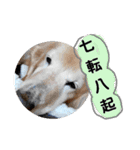びーちゃん【夏22】（個別スタンプ：11）