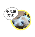 びーちゃん【夏22】（個別スタンプ：12）