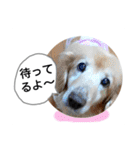 びーちゃん【夏22】（個別スタンプ：13）