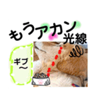 びーちゃん【夏22】（個別スタンプ：16）