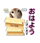 びーちゃん【夏22】（個別スタンプ：23）