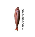 魚スタンピー（個別スタンプ：1）