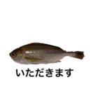 魚スタンピー（個別スタンプ：2）
