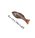 魚スタンピー（個別スタンプ：3）