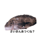 魚スタンピー（個別スタンプ：5）