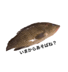 魚スタンピー（個別スタンプ：6）