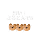 まさお スタンプ（個別スタンプ：6）