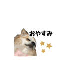 こけさん家（個別スタンプ：11）