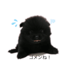 愛犬小豆ちゃん❤（個別スタンプ：2）