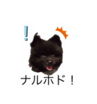 愛犬小豆ちゃん❤（個別スタンプ：4）