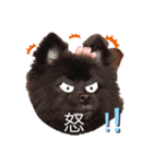愛犬小豆ちゃん❤（個別スタンプ：7）