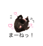 愛犬小豆ちゃん❤（個別スタンプ：8）