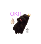 愛犬小豆ちゃん❤（個別スタンプ：9）