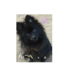 愛犬小豆ちゃん❤（個別スタンプ：12）