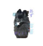 愛犬小豆ちゃん❤（個別スタンプ：13）