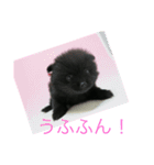 愛犬小豆ちゃん❤（個別スタンプ：15）