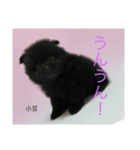 愛犬小豆ちゃん❤（個別スタンプ：16）