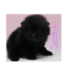 愛犬小豆ちゃん❤（個別スタンプ：17）