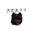 愛犬小豆ちゃん❤（個別スタンプ：18）