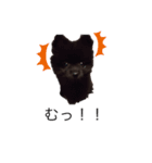 愛犬小豆ちゃん❤（個別スタンプ：20）