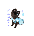 愛犬小豆ちゃん❤（個別スタンプ：22）
