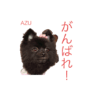 愛犬小豆ちゃん❤（個別スタンプ：23）