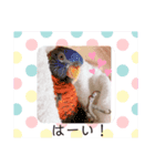 かめと2羽の鳥（個別スタンプ：10）