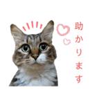 キジ白ソックスいぐさ猫の敬語スタンプ（個別スタンプ：1）