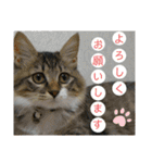 キジ白ソックスいぐさ猫の敬語スタンプ（個別スタンプ：2）