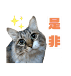 キジ白ソックスいぐさ猫の敬語スタンプ（個別スタンプ：3）