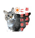 キジ白ソックスいぐさ猫の敬語スタンプ（個別スタンプ：4）