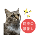 キジ白ソックスいぐさ猫の敬語スタンプ（個別スタンプ：6）