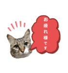 キジ白ソックスいぐさ猫の敬語スタンプ（個別スタンプ：7）
