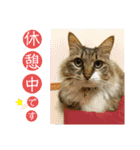 キジ白ソックスいぐさ猫の敬語スタンプ（個別スタンプ：8）