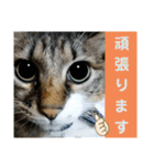 キジ白ソックスいぐさ猫の敬語スタンプ（個別スタンプ：10）