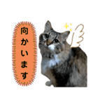 キジ白ソックスいぐさ猫の敬語スタンプ（個別スタンプ：11）