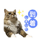 キジ白ソックスいぐさ猫の敬語スタンプ（個別スタンプ：12）
