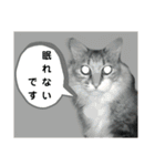 キジ白ソックスいぐさ猫の敬語スタンプ（個別スタンプ：13）