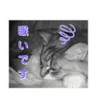 キジ白ソックスいぐさ猫の敬語スタンプ（個別スタンプ：14）