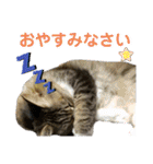 キジ白ソックスいぐさ猫の敬語スタンプ（個別スタンプ：15）