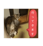 キジ白ソックスいぐさ猫の敬語スタンプ（個別スタンプ：16）